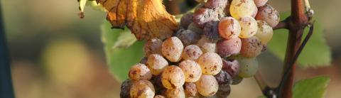 Botrytis cinerea