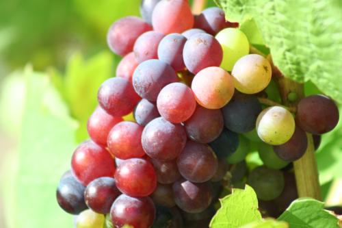 Evolution d'une grappe de Cabernet