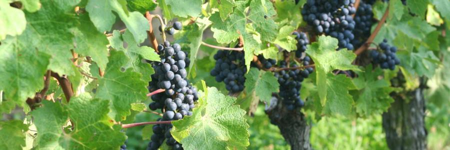 Evolution d'une grappe de Cabernet