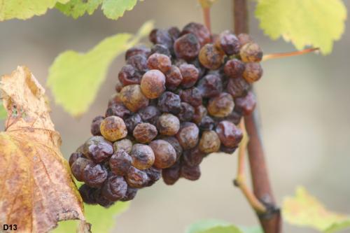 Evolution d'une grappe de Chenin