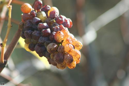 Evolution d'une grappe de Chenin