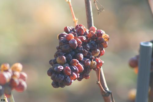 Evolution d'une grappe de Chenin