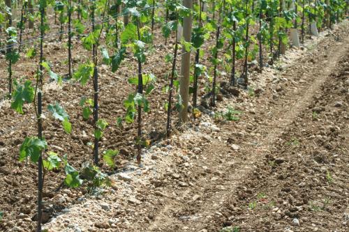 Jeunes vignes Clos du Bois